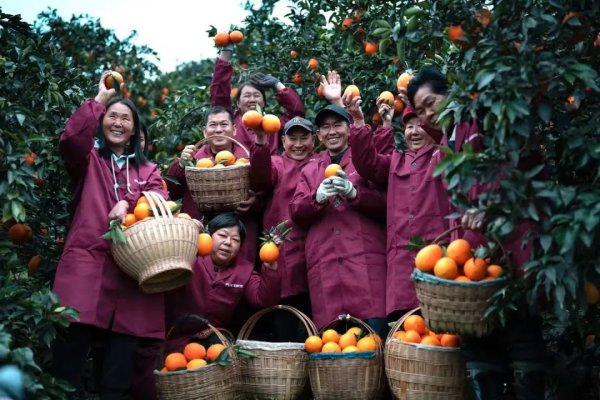 日昇配资 从“煤城”到“橙都”，重庆奉节探索生态经济新路径